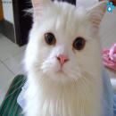 Gatitos Tiernos