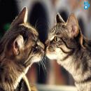 Gatitos Tiernos