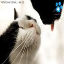 Gatitos Tiernos