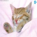 Gatitos Tiernos