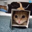 Gatitos Tiernos