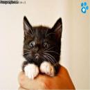 Gatitos Tiernos