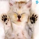 Gatitos Tiernos