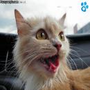 Gatitos Divertidos