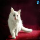 Gatos Blancos