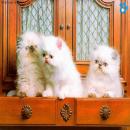 Gatos Blancos
