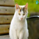 Gatos Blancos
