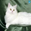 Gatos Blancos