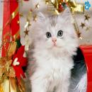 Gatos Blancos