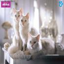 Gatos Blancos