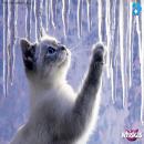 Gatos Blancos
