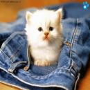 Gatos Blancos