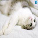 Gatos Blancos