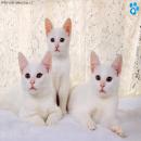 Gatos Blancos