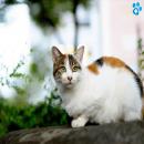 Gatos Blancos