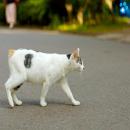 Gatos Blancos