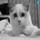 Gatos Blancos