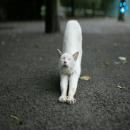 Gatos Blancos