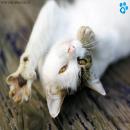 Gatos Blancos