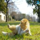 Gatos Descansando