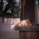 Gatos Descansando