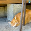 Gatos Descansando