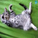 Gatos Descansando
