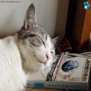 Gatos Descansando