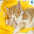 Gatos Descansando