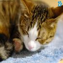 Gatos Descansando