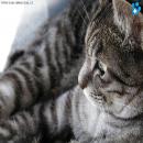 Gatos Descansando