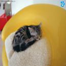 Gatos Descansando