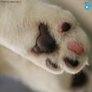 Gatos Descansando