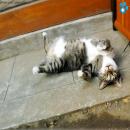 Gatos Descansando