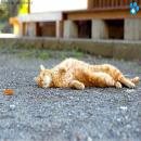 Gatos Descansando