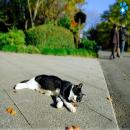 Gatos Descansando