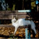 Gatos Descansando