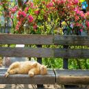 Gatos Descansando
