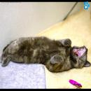 Gatos Descansando