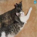 Gatos Descansando