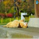 Gatos Descansando