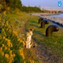 Gatos en la Naturaleza