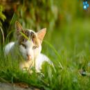 Gatos en la Naturaleza