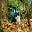Gatos en la Naturaleza