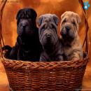 Perros Tiernos