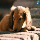 Perros Tiernos