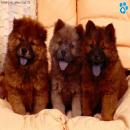 Perros Tiernos