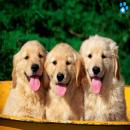 Perros Tiernos