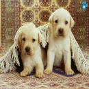 Perros Tiernos