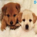 Perros Tiernos